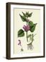 Lamium Maculatum Spotted Dead-Nettle-null-Framed Giclee Print