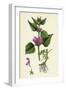 Lamium Maculatum Spotted Dead-Nettle-null-Framed Giclee Print