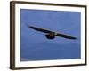 Lammergeier / Bearded Vulture Flying, Juvenile Giants Castle S Africa-Tony Heald-Framed Photographic Print