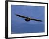 Lammergeier / Bearded Vulture Flying, Juvenile Giants Castle S Africa-Tony Heald-Framed Photographic Print