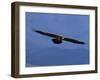 Lammergeier / Bearded Vulture Flying, Juvenile Giants Castle S Africa-Tony Heald-Framed Photographic Print