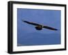 Lammergeier / Bearded Vulture Flying, Juvenile Giants Castle S Africa-Tony Heald-Framed Photographic Print