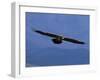 Lammergeier / Bearded Vulture Flying, Juvenile Giants Castle S Africa-Tony Heald-Framed Photographic Print