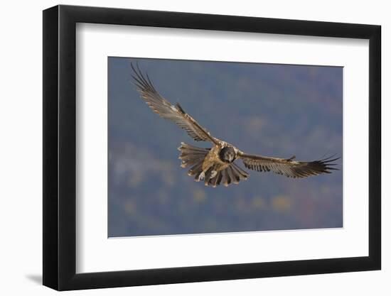 Lammergeier (Gypaetus Barbatus) in Flight, Cebollar, Torla, Aragon, Spain, November 2008-Elander-Framed Photographic Print