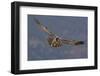 Lammergeier (Gypaetus Barbatus) in Flight, Cebollar, Torla, Aragon, Spain, November 2008-Elander-Framed Photographic Print