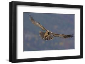 Lammergeier (Gypaetus Barbatus) in Flight, Cebollar, Torla, Aragon, Spain, November 2008-Elander-Framed Photographic Print