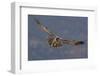 Lammergeier (Gypaetus Barbatus) in Flight, Cebollar, Torla, Aragon, Spain, November 2008-Elander-Framed Photographic Print