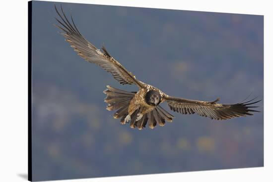 Lammergeier (Gypaetus Barbatus) in Flight, Cebollar, Torla, Aragon, Spain, November 2008-Elander-Stretched Canvas