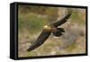 Lammergeier (Gypaetus Barbatus) in Flight, Serra De Beumort, Gerri De La Sal, Catalonia, Spain-Elander-Framed Stretched Canvas