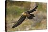 Lammergeier (Gypaetus Barbatus) in Flight, Serra De Beumort, Gerri De La Sal, Catalonia, Spain-Elander-Stretched Canvas