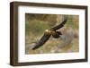 Lammergeier (Gypaetus Barbatus) in Flight, Serra De Beumort, Gerri De La Sal, Catalonia, Spain-Elander-Framed Photographic Print