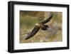 Lammergeier (Gypaetus Barbatus) in Flight, Serra De Beumort, Gerri De La Sal, Catalonia, Spain-Elander-Framed Photographic Print