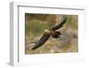 Lammergeier (Gypaetus Barbatus) in Flight, Serra De Beumort, Gerri De La Sal, Catalonia, Spain-Elander-Framed Photographic Print