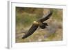 Lammergeier (Gypaetus Barbatus) in Flight, Serra De Beumort, Gerri De La Sal, Catalonia, Spain-Elander-Framed Photographic Print