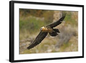 Lammergeier (Gypaetus Barbatus) in Flight, Serra De Beumort, Gerri De La Sal, Catalonia, Spain-Elander-Framed Photographic Print