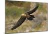 Lammergeier (Gypaetus Barbatus) in Flight, Serra De Beumort, Gerri De La Sal, Catalonia, Spain-Elander-Mounted Photographic Print