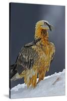 Lammergeier (Gypaetus Barbatus) Portrait, Cebollar, Torla, Aragon, Spain, November 2008-Elander-Stretched Canvas