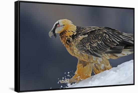 Lammergeier (Gypaetus Barbatus) Walking over Snow, Cebollar, Torla, Aragon, Spain, November 2008-Elander-Framed Stretched Canvas