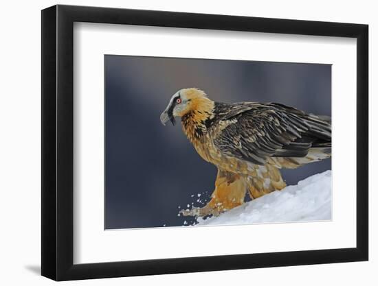 Lammergeier (Gypaetus Barbatus) Walking over Snow, Cebollar, Torla, Aragon, Spain, November 2008-Elander-Framed Photographic Print