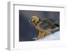 Lammergeier (Gypaetus Barbatus) Walking over Snow, Cebollar, Torla, Aragon, Spain, November 2008-Elander-Framed Photographic Print