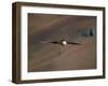 Lammergeier in Flight, Giant's Castle, Kwazulu Natal, South Africa-Steve & Ann Toon-Framed Photographic Print