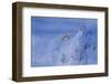 Lammergeier in flight over landscape, Vallais, Switzerland-David Pattyn-Framed Photographic Print