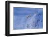 Lammergeier in flight over landscape, Vallais, Switzerland-David Pattyn-Framed Photographic Print