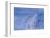 Lammergeier in flight over landscape, Vallais, Switzerland-David Pattyn-Framed Photographic Print