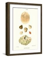 Lamp Shells-John Mawe-Framed Art Print
