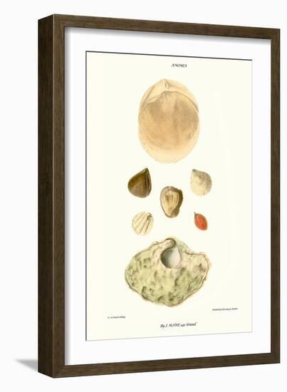 Lamp Shells-John Mawe-Framed Art Print