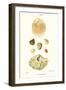 Lamp Shells-John Mawe-Framed Art Print