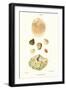 Lamp Shells-John Mawe-Framed Art Print