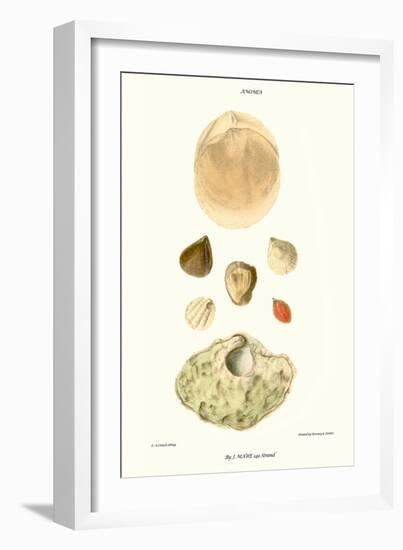 Lamp Shells-John Mawe-Framed Art Print