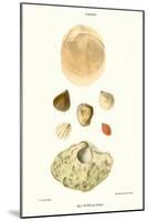 Lamp Shells-John Mawe-Mounted Art Print