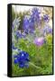 Lampasas, Texas, USA. Pink Evening Primrose and Bluebonnet wildflowers in the Texas Hill Country.-Emily Wilson-Framed Stretched Canvas