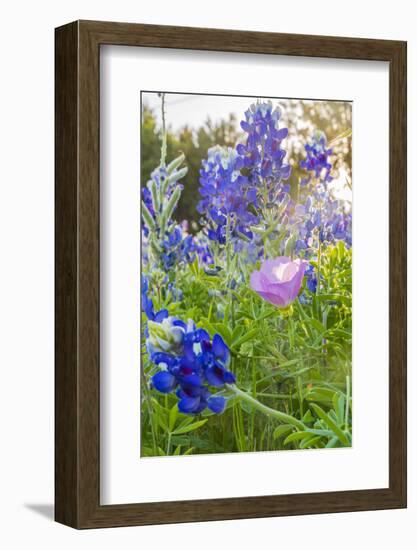 Lampasas, Texas, USA. Pink Evening Primrose and Bluebonnet wildflowers in the Texas Hill Country.-Emily Wilson-Framed Photographic Print