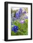 Lampasas, Texas, USA. Pink Evening Primrose and Bluebonnet wildflowers in the Texas Hill Country.-Emily Wilson-Framed Photographic Print