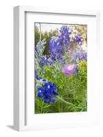 Lampasas, Texas, USA. Pink Evening Primrose and Bluebonnet wildflowers in the Texas Hill Country.-Emily Wilson-Framed Photographic Print