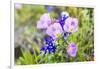 Lampasas, Texas, USA. Pink Evening Primrose and Bluebonnet wildflowers in the Texas Hill Country.-Emily Wilson-Framed Photographic Print