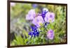 Lampasas, Texas, USA. Pink Evening Primrose and Bluebonnet wildflowers in the Texas Hill Country.-Emily Wilson-Framed Photographic Print