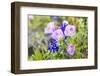 Lampasas, Texas, USA. Pink Evening Primrose and Bluebonnet wildflowers in the Texas Hill Country.-Emily Wilson-Framed Photographic Print