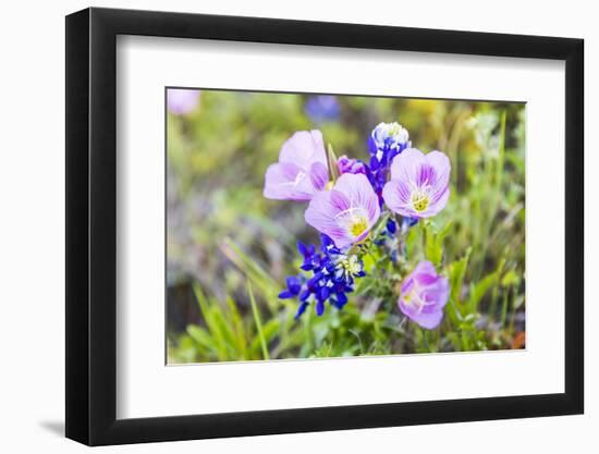 Lampasas, Texas, USA. Pink Evening Primrose and Bluebonnet wildflowers in the Texas Hill Country.-Emily Wilson-Framed Photographic Print