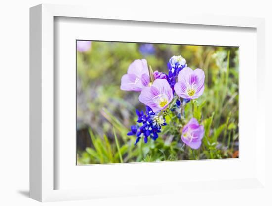 Lampasas, Texas, USA. Pink Evening Primrose and Bluebonnet wildflowers in the Texas Hill Country.-Emily Wilson-Framed Photographic Print