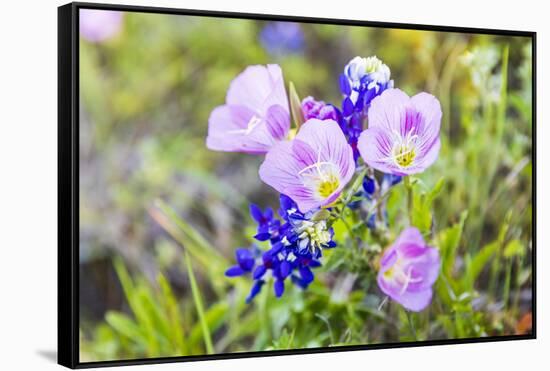 Lampasas, Texas, USA. Pink Evening Primrose and Bluebonnet wildflowers in the Texas Hill Country.-Emily Wilson-Framed Stretched Canvas