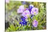 Lampasas, Texas, USA. Pink Evening Primrose and Bluebonnet wildflowers in the Texas Hill Country.-Emily Wilson-Stretched Canvas