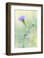 Lampasas, Texas, USA. Prairie Verbena wildflowers in the Texas Hill Country.-Emily Wilson-Framed Photographic Print