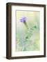 Lampasas, Texas, USA. Prairie Verbena wildflowers in the Texas Hill Country.-Emily Wilson-Framed Photographic Print