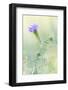 Lampasas, Texas, USA. Prairie Verbena wildflowers in the Texas Hill Country.-Emily Wilson-Framed Photographic Print