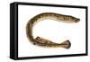 Lamprey (Petromyzon Marinus), Fishes-Encyclopaedia Britannica-Framed Stretched Canvas