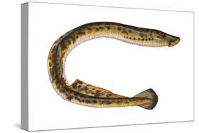 Lamprey (Petromyzon Marinus), Fishes-Encyclopaedia Britannica-Stretched Canvas